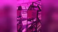 800W 고성능 LED 꽃 식물은 가벼운 공장을 성장시킵니다